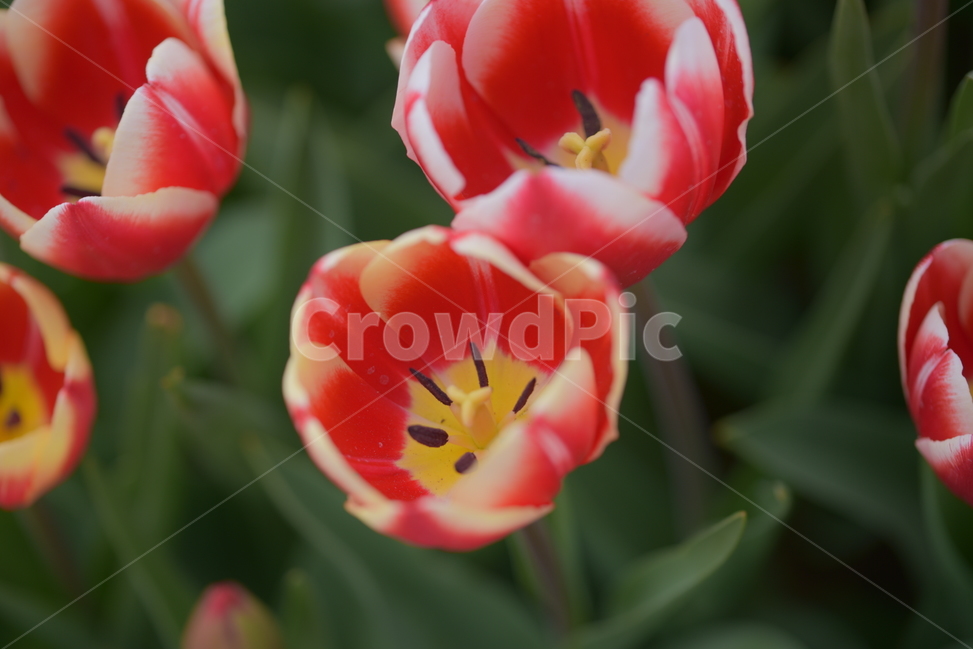 식물,자연,꽃,야생화,풍경,봄,식물,자연,plants,nature,꽃,flower