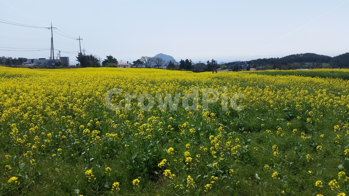 제주도,유채꽃,꽃밭,풀,꽃,jejudo,jeju,rapeblossoms,flower,bloom,flowergarden,grass