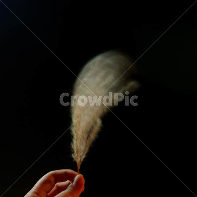 갈대,흔들리는갈대,바람,손,감성,식물,자연,plants,nature