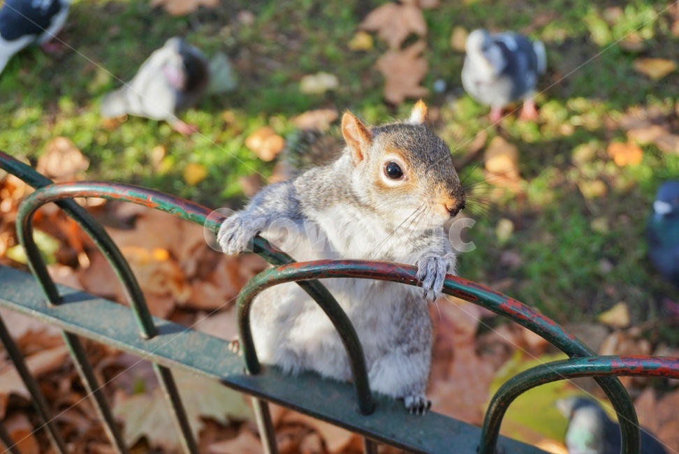 squirrel,다람쥐,청설모,asiaticchipmunk,야생,야생동물,wild,wildlife,동물,animal,동물,animal,포유류,mammal