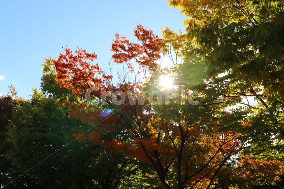 나무,단풍,식물,자연,풍경,가을,느티나무,하늘,가을,계절,fall,autumn,season,자연,풍경,nature,landscape,plant,leaf,잎,light,빛,flare,플레어