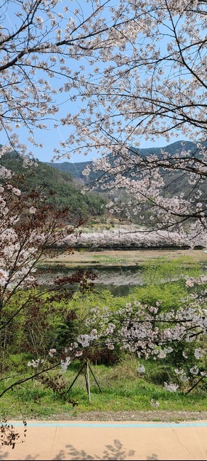 plant,식물,nature,자연,outdoors,봄,벚꽃,blossom