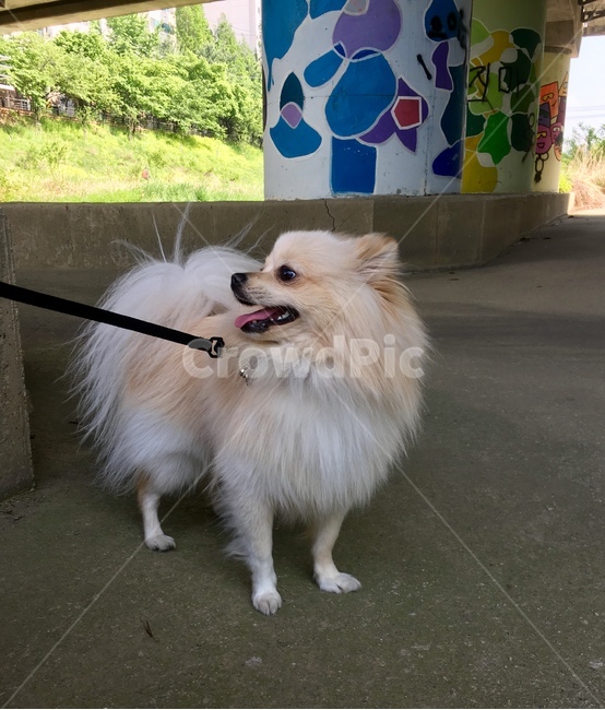 강아지,개,나들이,산책,반려견,동물,animal,포유류,mammal,개,강아지,dog,doggy
