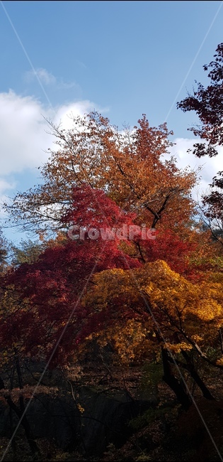 단풍,나무,maple,잎,leaf,plant,식물,tree,가을,계절,fall,autumn,season,식물,자연,plants,nature,나무,trees,wood