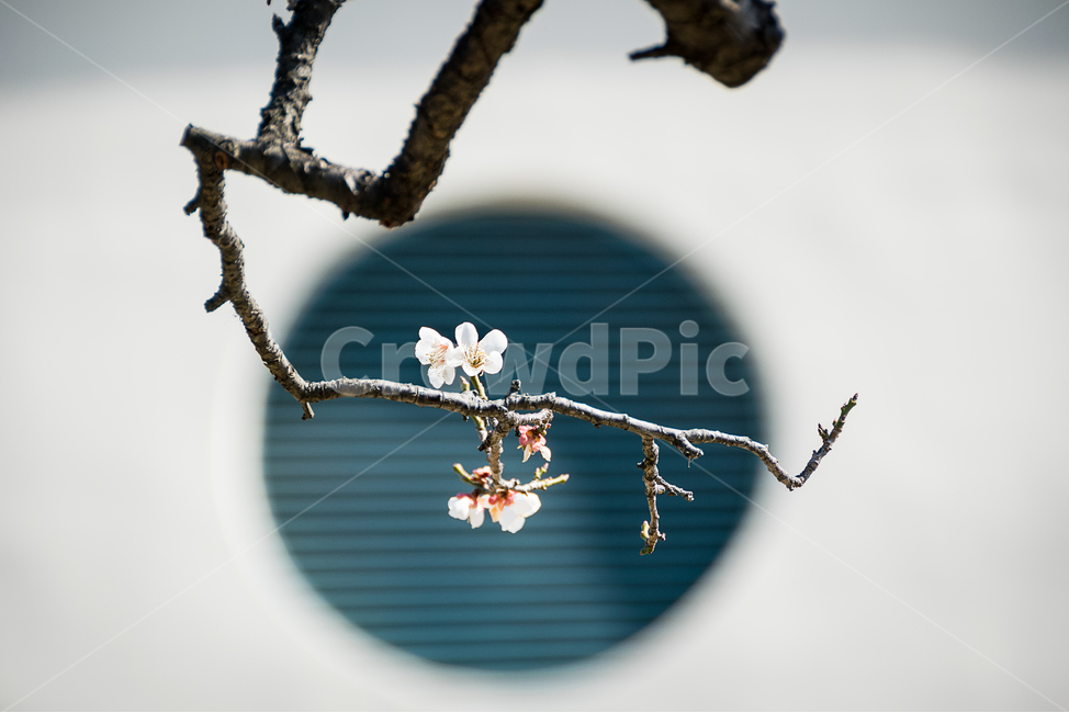 봄,매화,매화꽃,꽃,봄꽃,식물,풍경,자연,spring,flower,natural,landscape,봄,계절,spring,season,식물,자연,plants,nature,꽃,flower