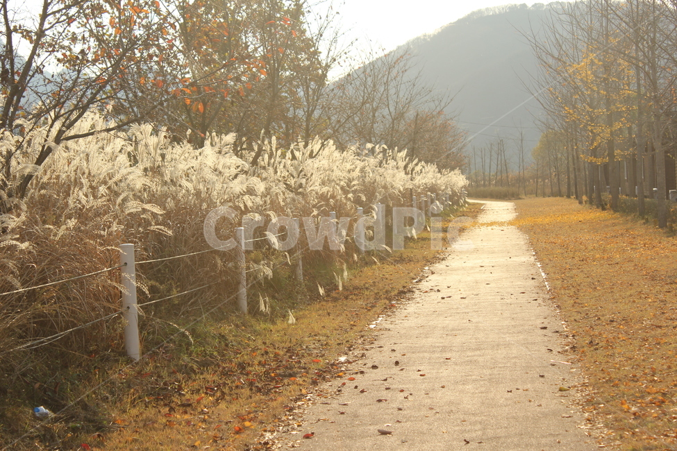 가을,갈대,억새,오솔길,자연,풍경,가을,계절,fall,autumn,season,자연,풍경,nature,landscape