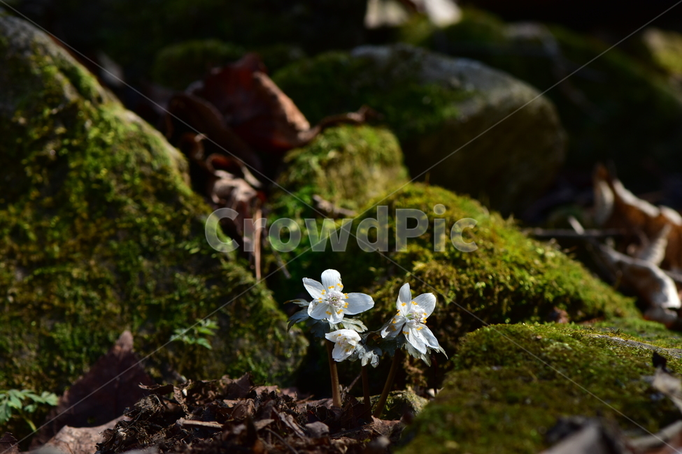 너도바람꽃,야생화,봄,꽃,풀꽃,자연,식물,식생,감성,힐링,plants,nature,spring,season,flower,emotion,feeling,흰색,초본,너도바람꽃속