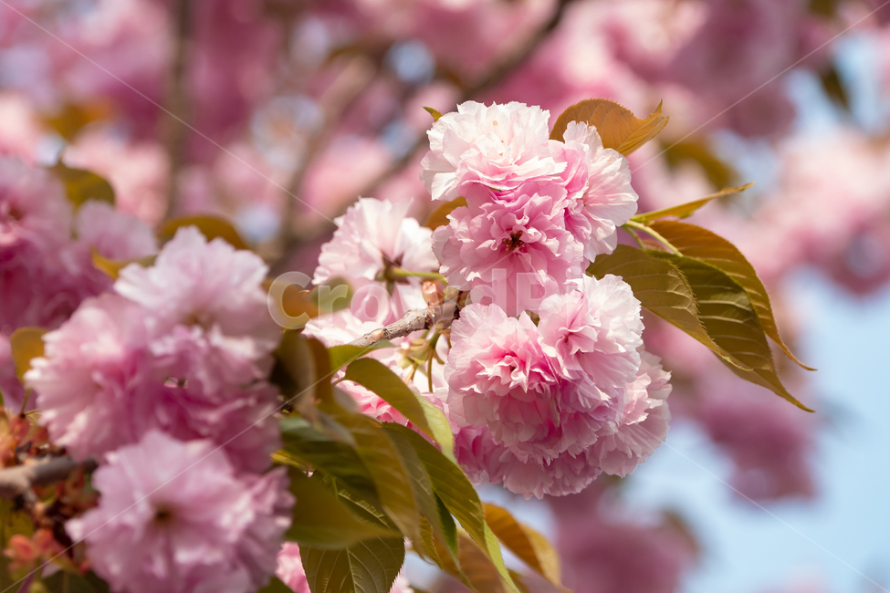 blossom,꽃,flower,식물,벚꽃