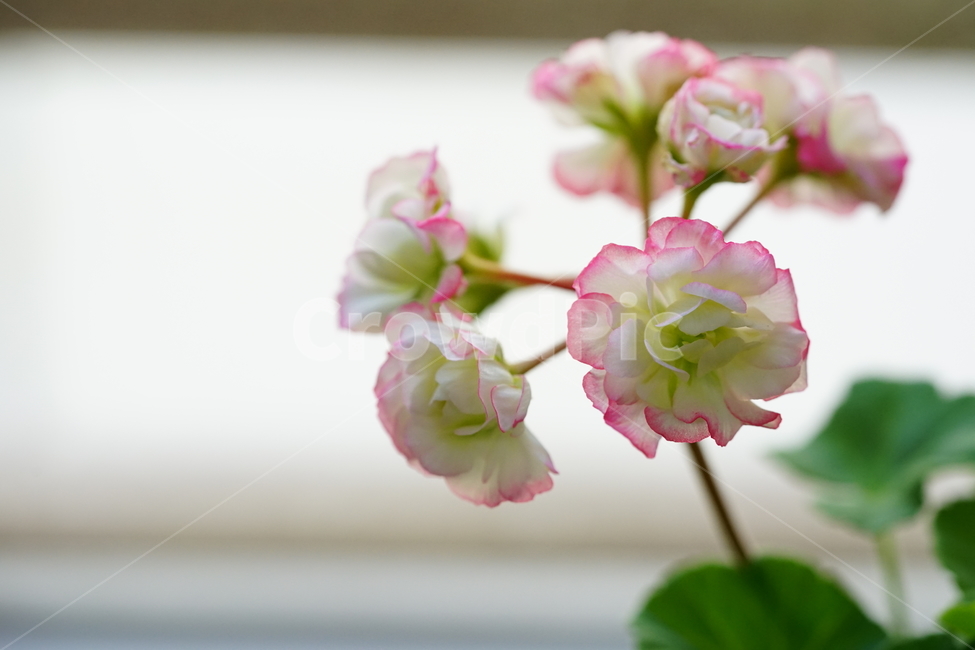 꽃,플라워,화분,flower,식물,생명,생물,감성,접사,색감,컬러,식물,자연,plants,nature,꽃,flower