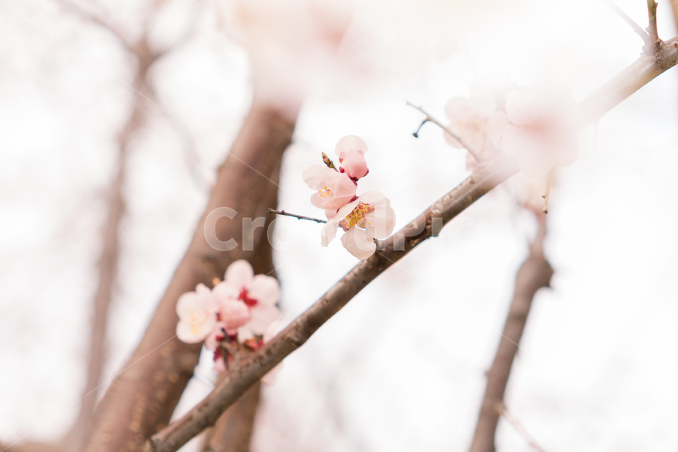 봄,봄꽃,꽃,매화,백매화,흰꽃,나무가지,나무,식물,plant,뽀얀,화사한,분홍꽃,분홍,봄나들이