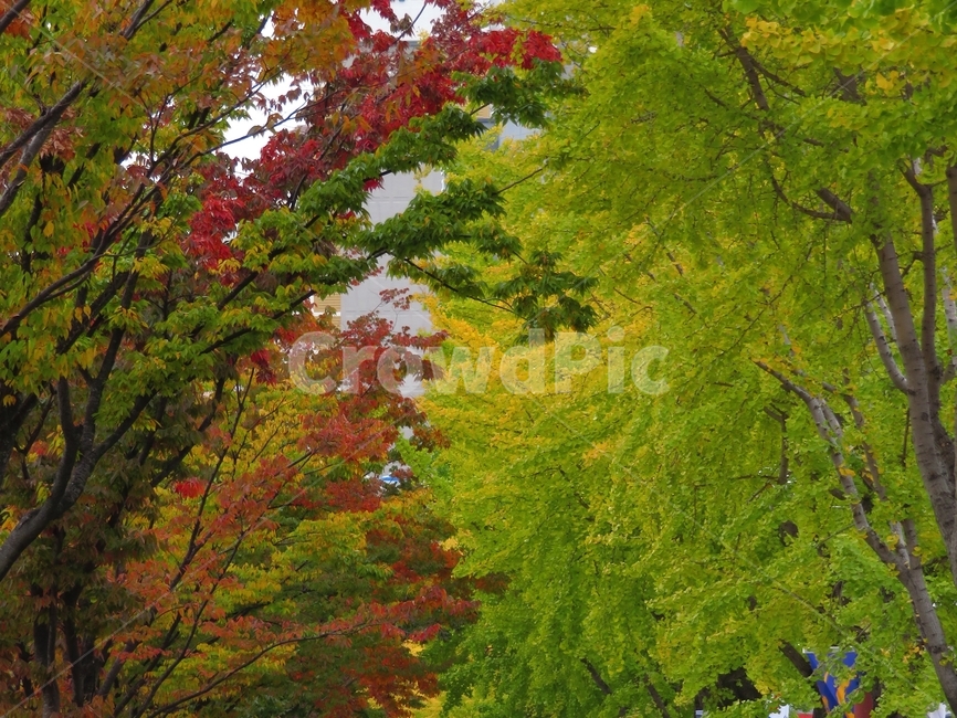 tree,나무,plant,식물,잎,maple,단풍,가을,계절,풍경,야외,배경,질감,나뭇가지,붉은색,red,autumn,season,green