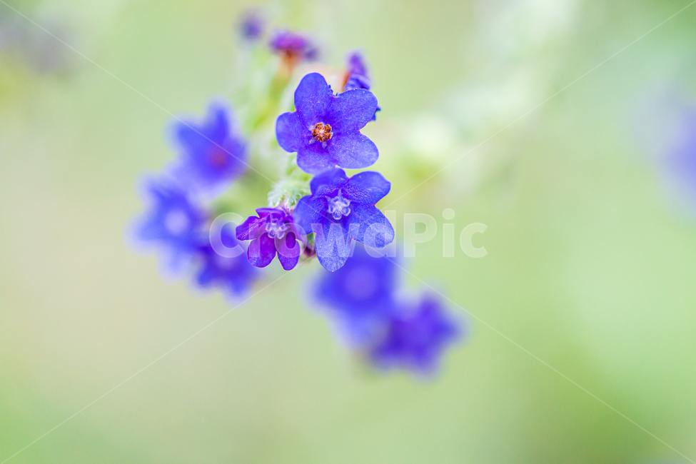 blossom,꽃,flower,plant,식물,바탕화면,자연,초록,green,nature,flowergarden,garden,식물,자연,plants,nature,꽃,flower