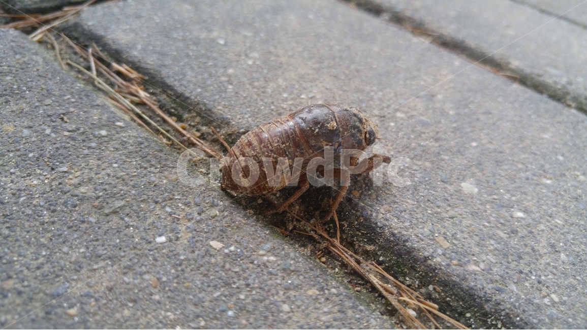 매미,유충,번데기,자연,곤충,cicada,허물,탈피,nature,매미유충,변태,동물,벌레,insect,동물,animal,곤충,벌레,insect,bug