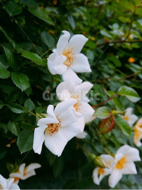 꽃,식물원,flower,bloom,흰꽃