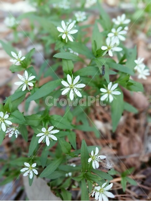 꽃,별꽃,야생화,spring,봄꽃,flower,식물,plant,숲,숲속,산