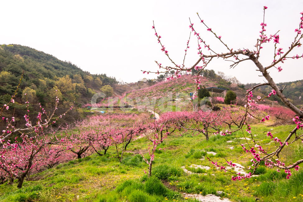 복사꽃,봄,반곡지,꽃,아름다움,분홍색,과수원,경산,봄,계절,spring,season,자연,풍경,nature,landscape,outdoors,옥외