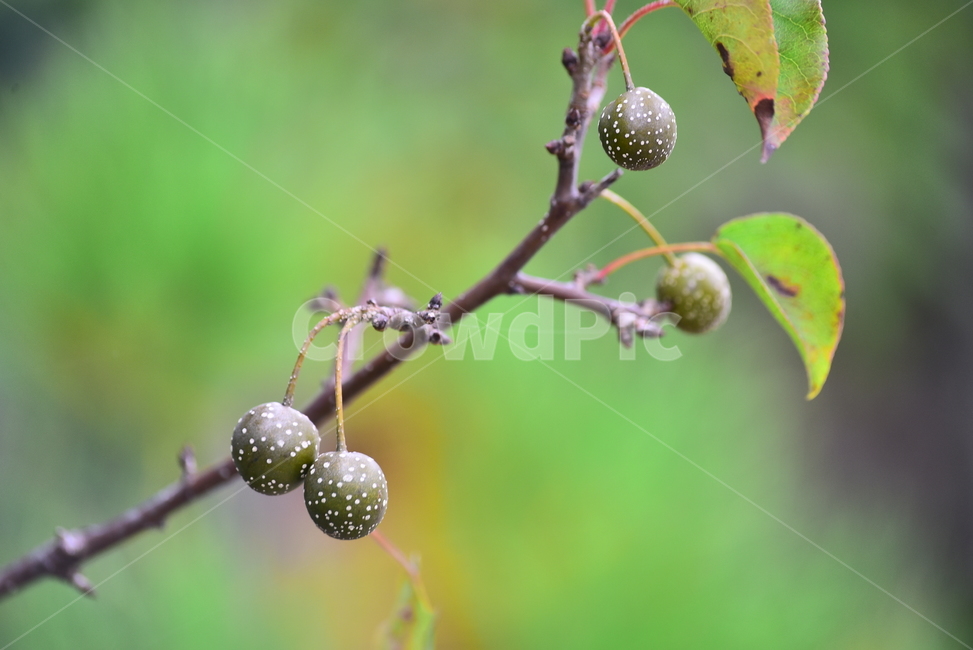 돌배,배,재래종,야생종,약용,식용,열매,과일,fruit,씨앗,배나무,plant,식물,leaf,잎,야생과일,효소재료,가을열매,나무열매,희귀종,야생열매,과일,열매,fruit