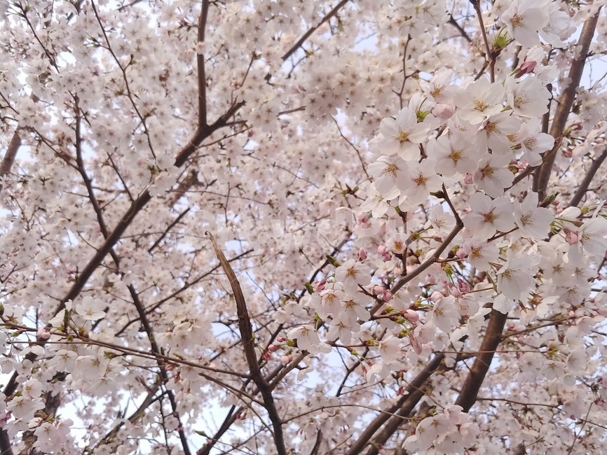 벚꽃,꽃,봄,공원,나무,벚꽃축제,식물