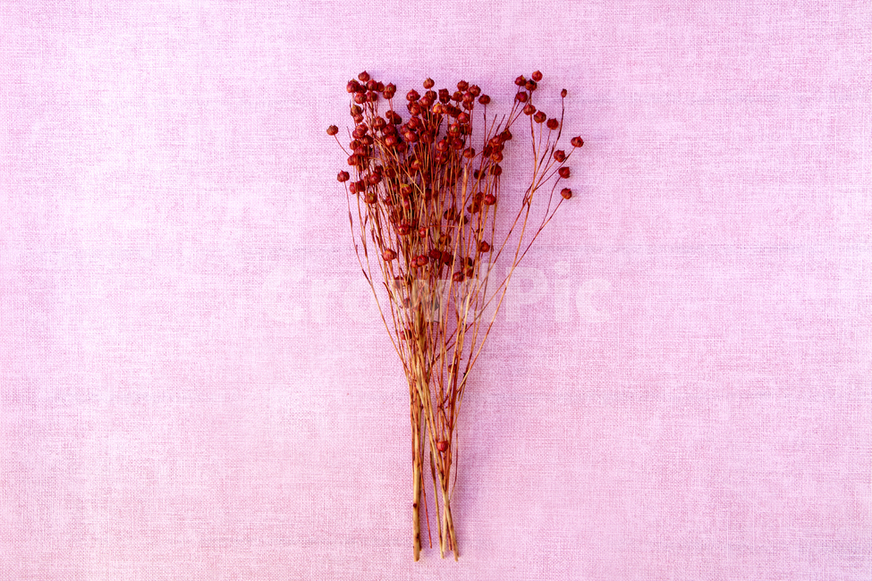 드라이플라워,말린꽃,꽃,식물,건조,꽃,flower