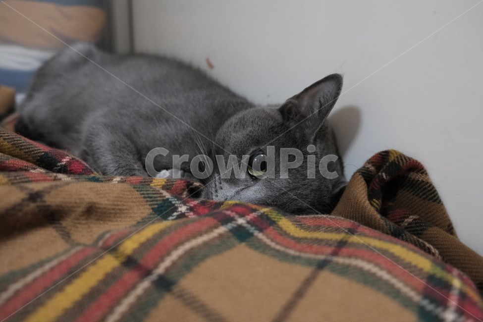 고양이,cat,러시안블루,russianblue,kitty,neko