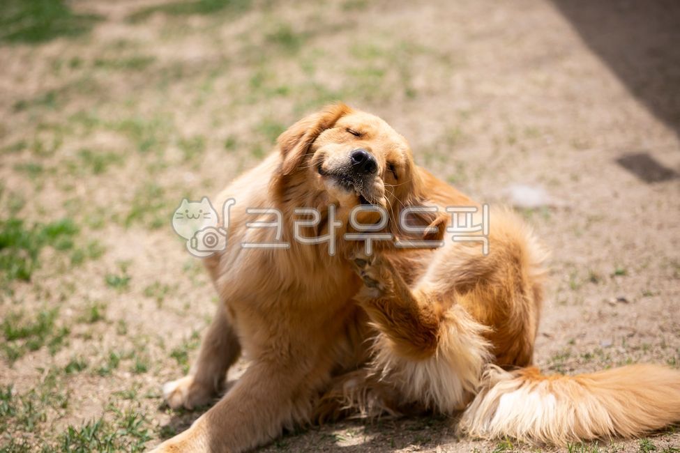 golden retriever,Pets,rest,goldenretriever,animal,dog,mammalia,pet