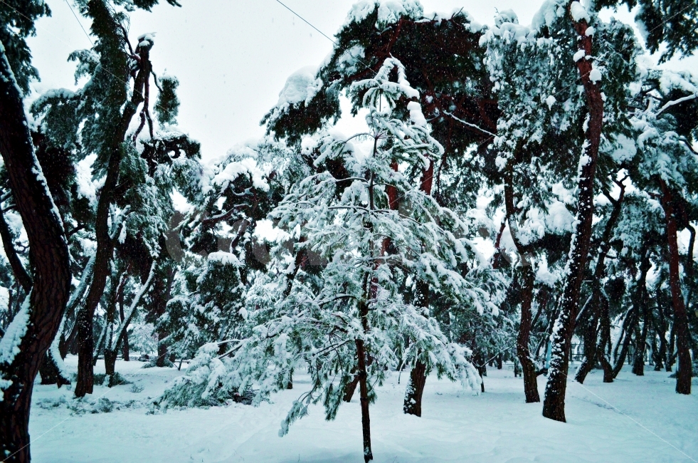풍경,겨울,눈,나무,설경,자연,풍경,nature,landscape,겨울,계절,winter,season,outdoors,옥외