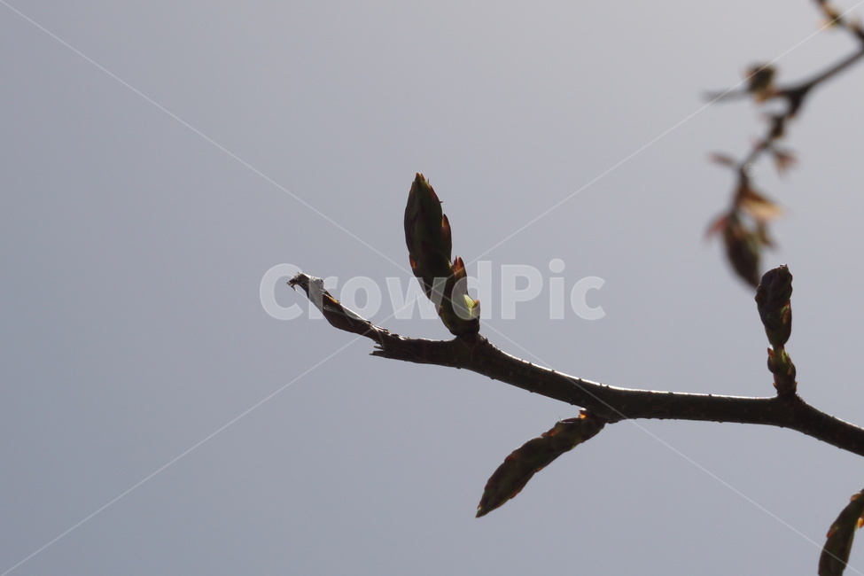 하늘,봄,새순,나뭇가지,4월,파란,봄,계절,spring,season,식물,자연,plants,nature,bird,새,animal,동물