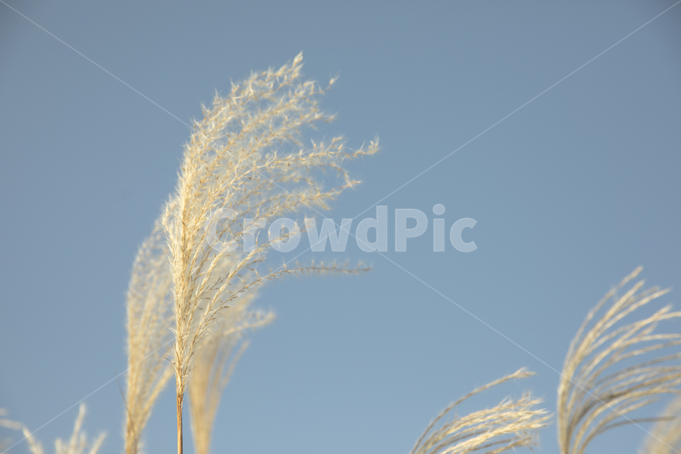 갈대,숲,갈대숲,하늘,파란하늘,가을,autumn,fall
