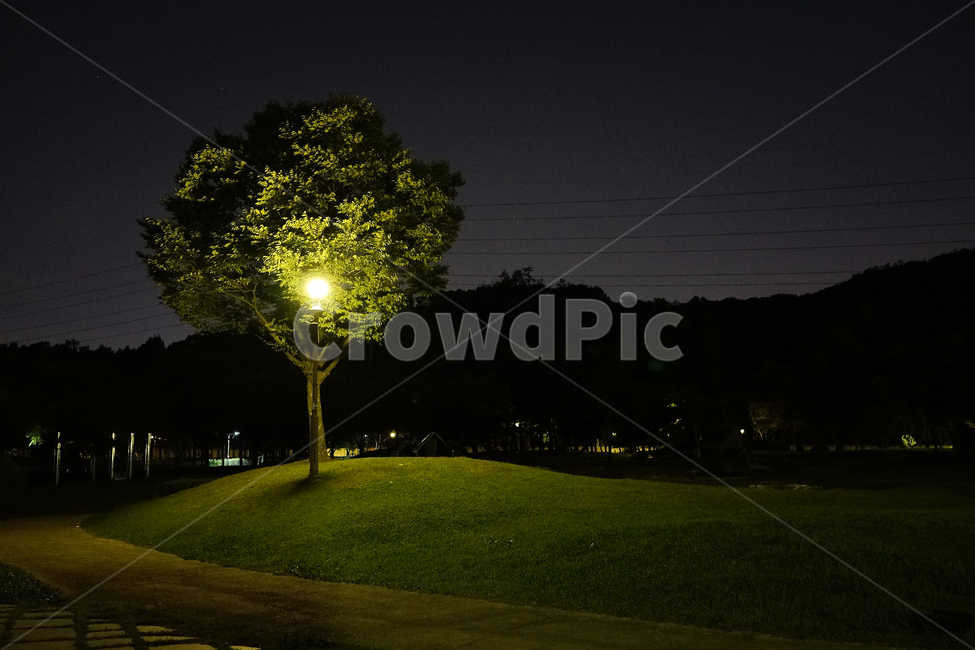 나무,공원,가로등,밤풍경,배경,화면,tree,garden,night,감성,야경