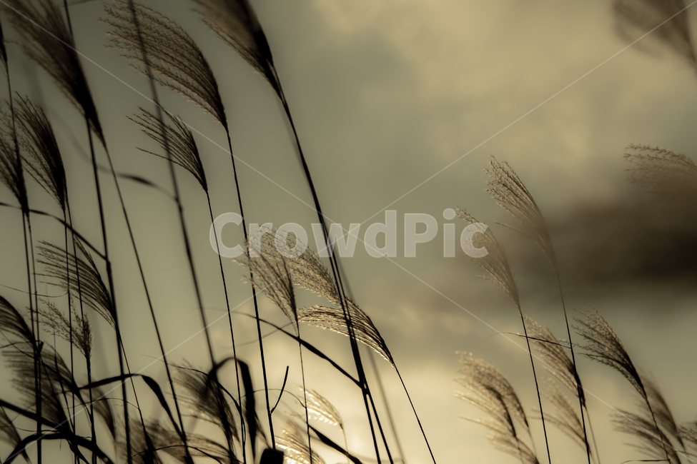 억새,갈대,하늘,구름,감성,공원,sunset,일몰,가을,계절,fall,autumn,season,자연,풍경,nature,landscape,grass,잔디,plant,식물,lawn,reed