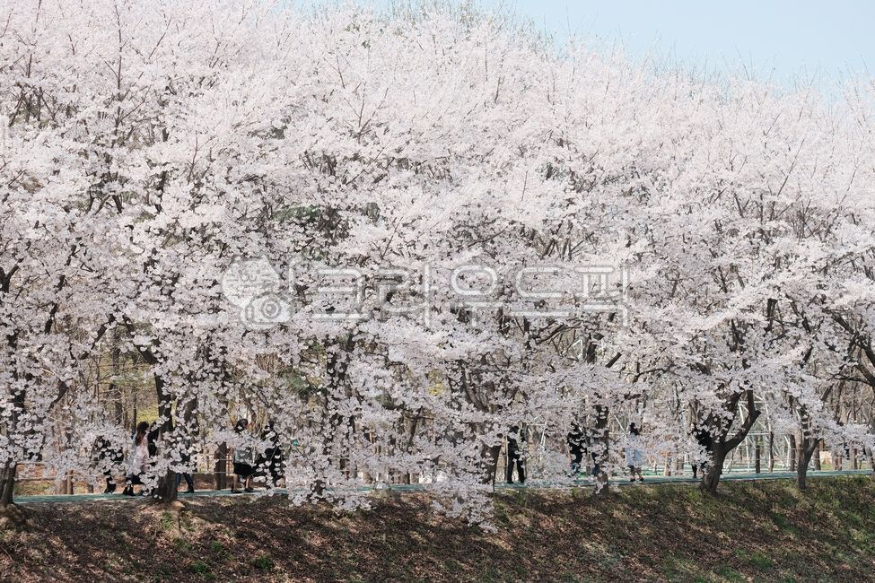 spring,spring flowers,Cherry Blossom,Cherry Blossom Ending,cherryblossom,flower