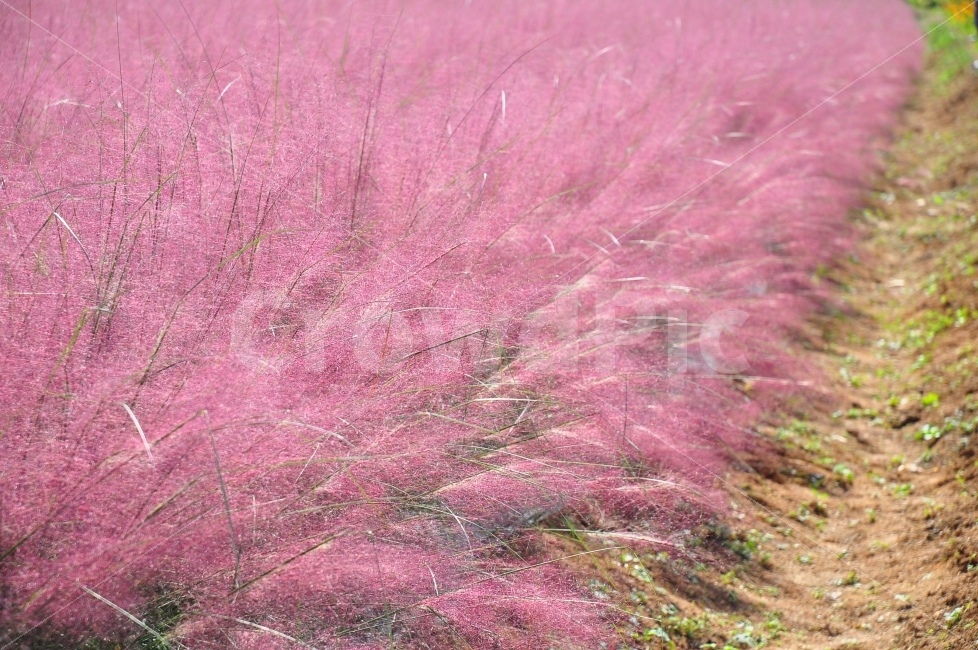 가을,양주,나리공원,핑크뮬리,갈대,억새풀,갈대밭,pink,reed,grass,park,autumn,가을,계절,fall,autumn,season,식물,자연,plants,nature,잔디,plant,lawn