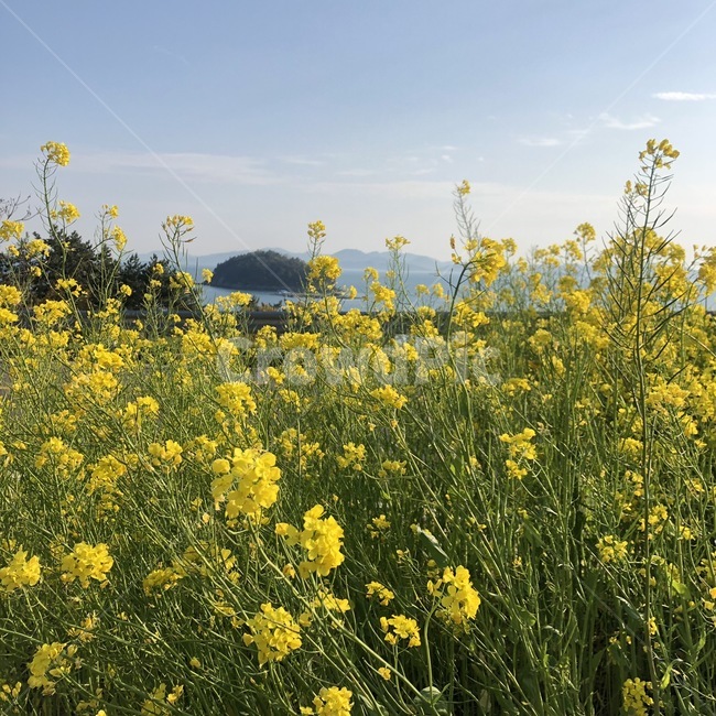 유채꽃,꽃,남해,flower,봄,spring