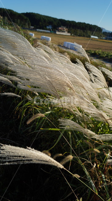 갈대,가을,녹색,하늘색,바람,식물,자연,plants,nature