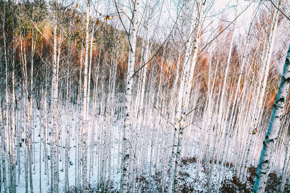 설경,눈풍경,자작나무숲,인제,자작나무,풍경,풍경사진,여행사진,여행,자연,nature,landscape,식물,plants,나무,trees,wood,흑백,모노톤,monochrome,blackandwhite,감성,한국자연풍경,한국자연경관,koreanlandscape,눈꽃,원대리,배경,백그라운드,snow,겨울,계절,winter,season,자연,풍경,nature,landscape,식물,plants,나무,trees,wood,감성,sensible,feeling,grass,잔디,plant,lawn,reed,갈대