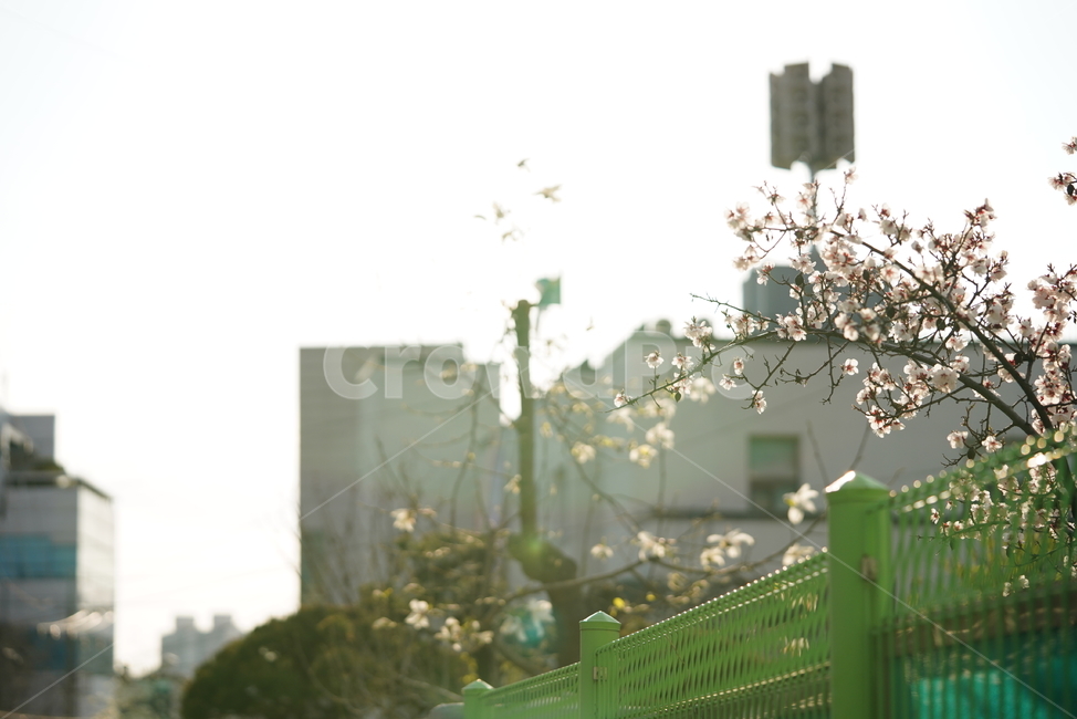 벚꽃,봄꽃,봄,계절,느낌,감성,색감,화이트,꽃,플라워,생물,식물,flower,생명,식물,자연,plants,nature,꽃,flower