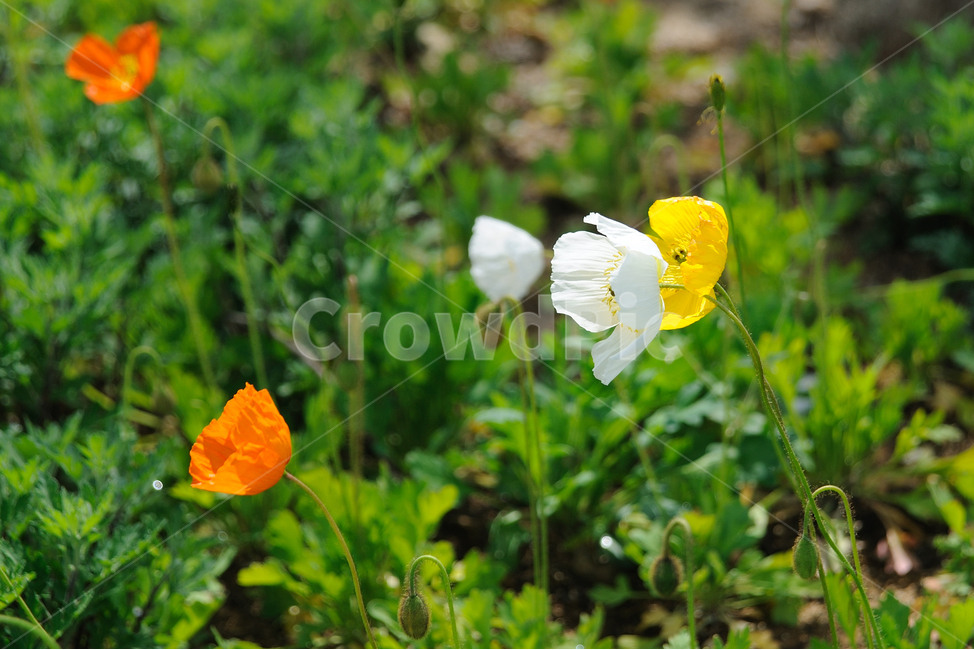 꽃,양귀비,자연,풍경,플라워,식물,자연,plants,nature,꽃,flower
