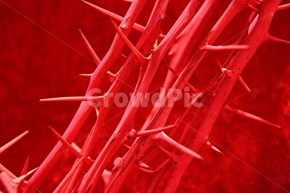 가시,침,탱자나무,나무,식물,빨강,색,색감,색상,나무,trees,wood