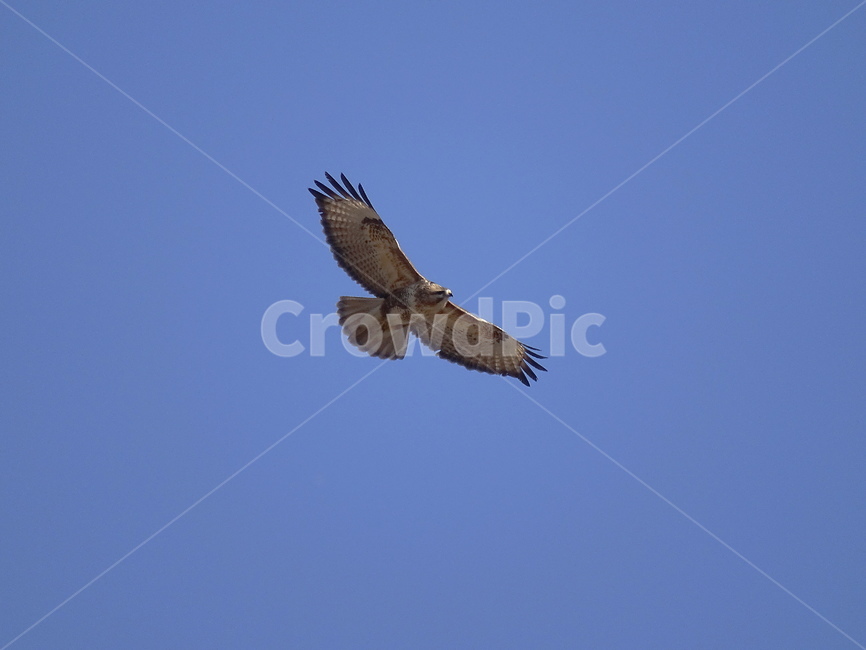 말똥가리,buzzard,맹금,날개,무늬,하늘,활강,새,파란,갈색,거뭇,활짝,핀,맹금류,조류,맹금조류,사냥,우리나라,대한민국,국내,철새,수리과,동물,animal,조류,새,birds