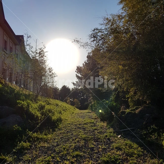 햇살,숲속,숲,햇빛,봄,spring,숲길,자연,풍경,nature,landscape,flare,플레어,light,빛,sunlight