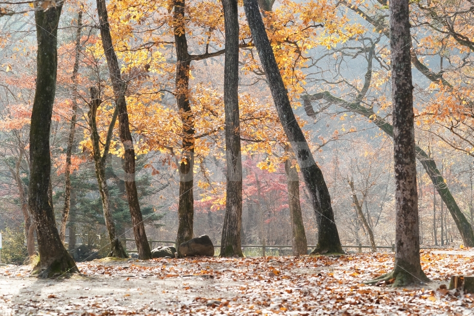 국립수목원,광능수목원,가을,만추,여행,추색,자연,풍경,nature,landscape,가을,계절,fall,autumn,season,tree,나무,plant,식물,tree trunk,나무 줄기