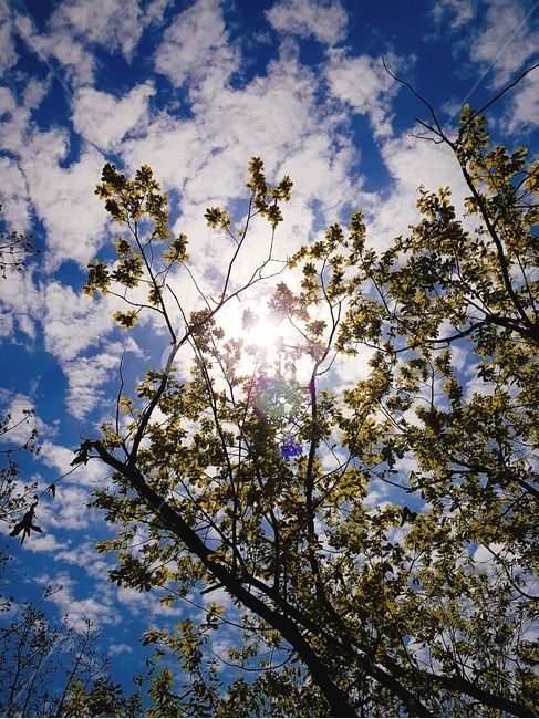 햇빛,나뭇잎,구름,하늘,cloud