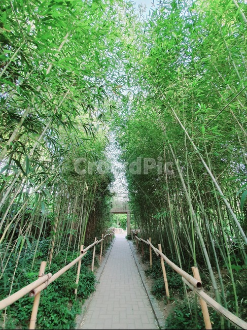 대나무,대나무밭,산림,풍경,휴식,정화