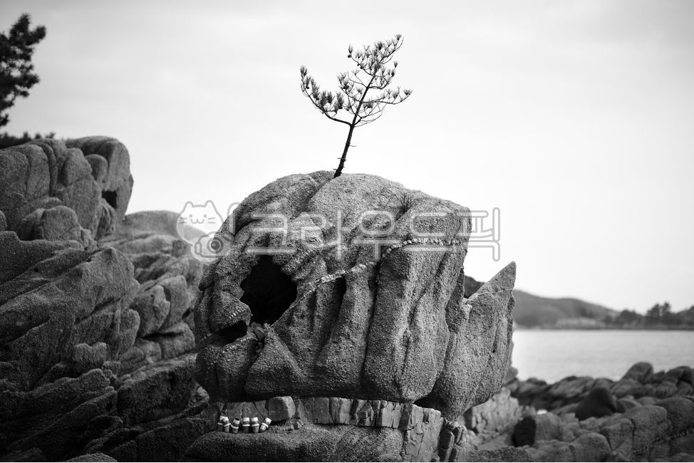 Gangwondo,rock,pine tree,ocean,nature,tree,Goseonggun,Ohori Rock