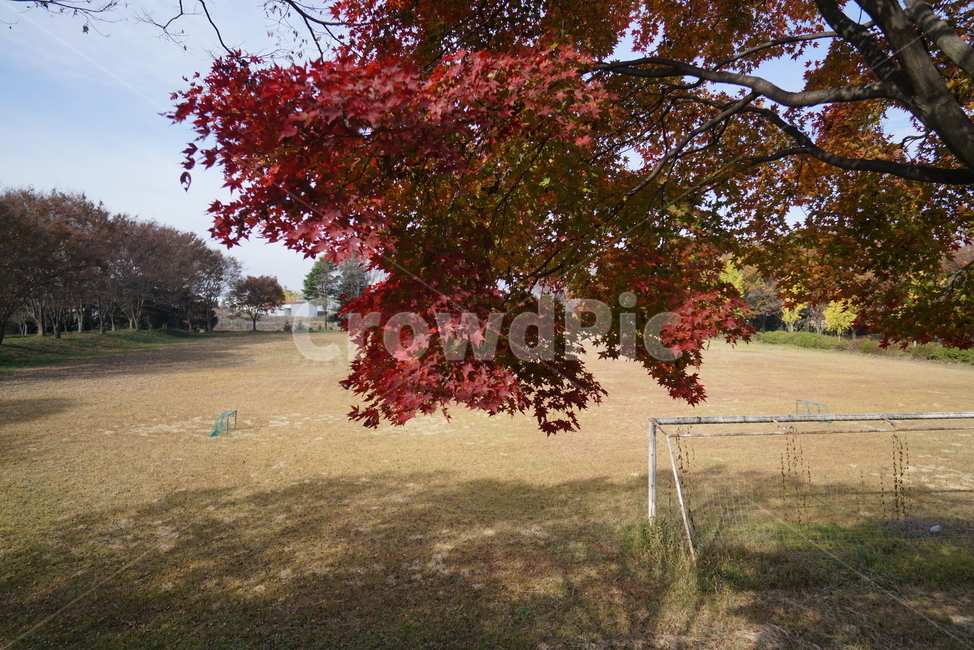 Maple leaf,Maple tree,plant,tree,maple,autumn leaves,leaf,Maple