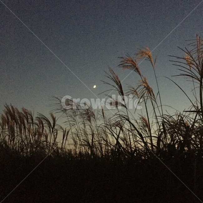 갈대,달,하늘,달빛,구름,바람,저녁,밤,노을,초저녁,데이트,휴식,나들이,힐링,공원,갈대숲,감성사진,감성,사랑,자연,풍경,nature,landscape,야경,밤,nightscape,night,grass,잔디,plant,식물,lawn