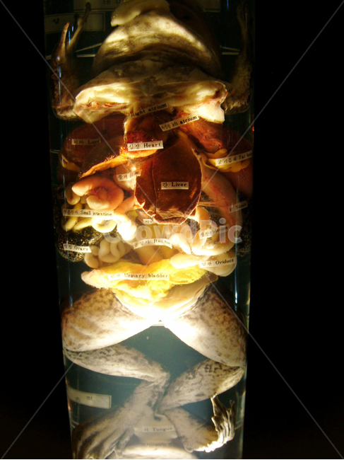 개구리,해부,해부학,죽음,공포,표본,양서류,frog,동물,animal,파충류,양서류,reptile,amphibian,의료,의학,병원,medical,hospital,clinic