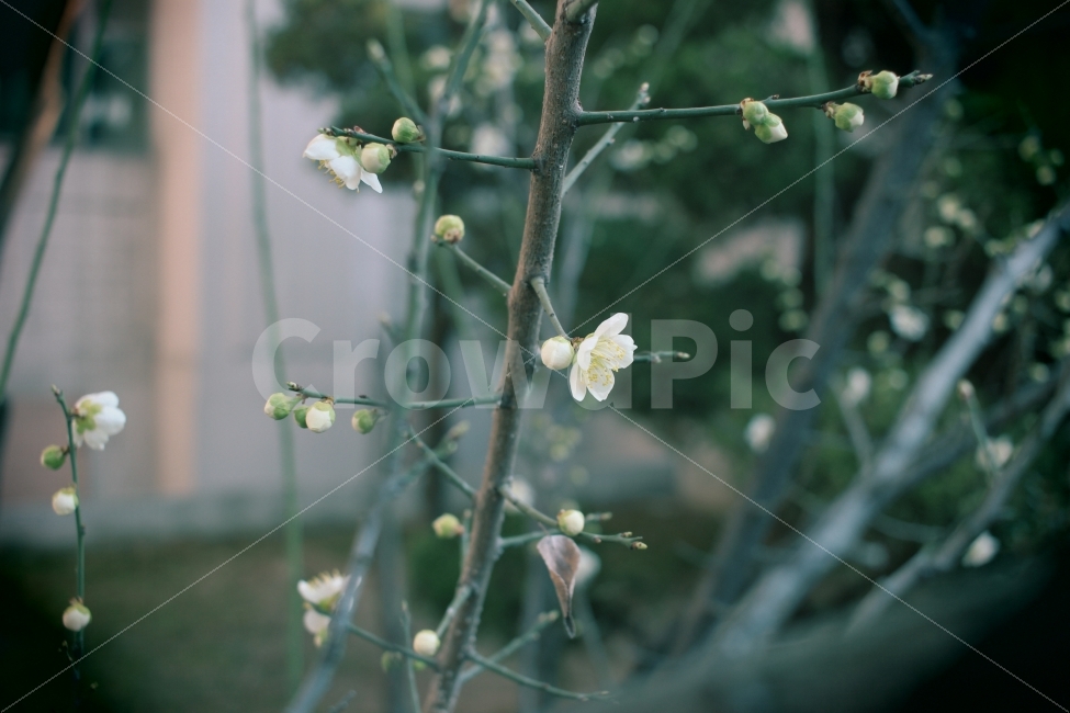 봄,매화,깨끗함,쌀쌀함,꽃봉오리,꽃,개화,flower,spring,clean,blooming,bud,식물,자연,plants,nature,봄,계절,spring,season,꽃,flower,plant