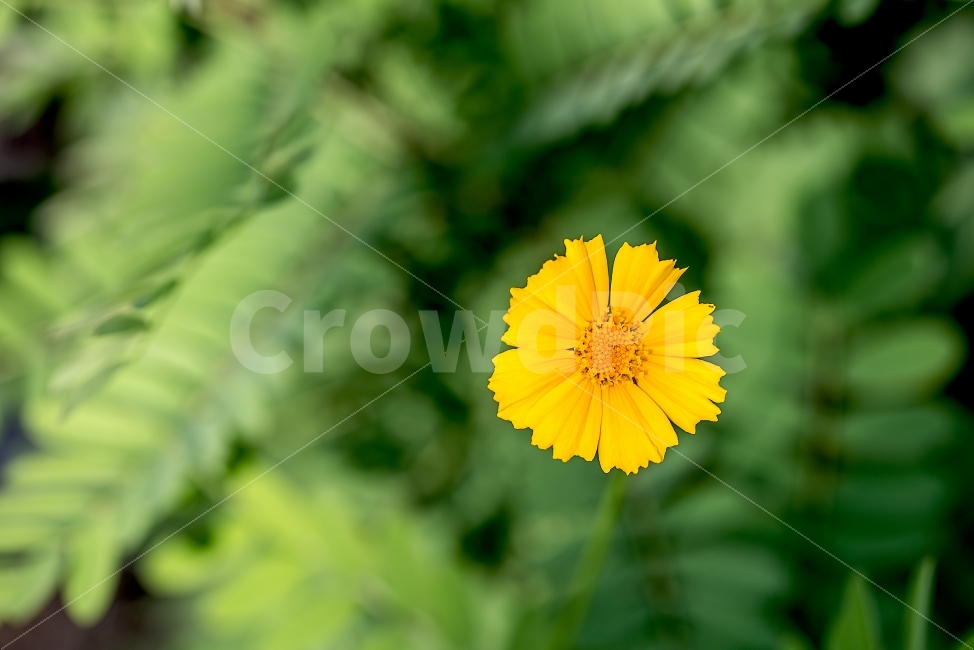 꽃,노란색,노랑,자연,풍경,배경,화면,바탕,공원,휴일,사진,식물,자연,plants,nature,꽃,flower