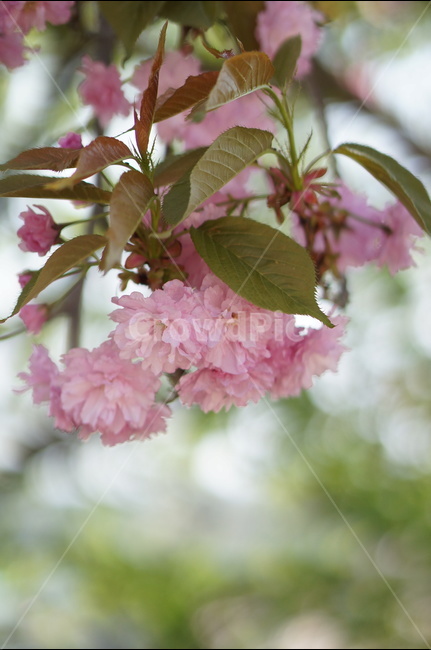왕벚꽃,겹벚꽃,봄,풍경,핑크,나무,봄,계절,spring,season,식물,자연,plants,nature,꽃,flower,plant,blossom